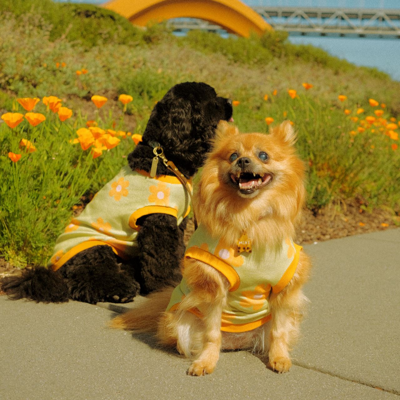 *PRE-ORDER* Flower Power Dog T-shirt Sunbean