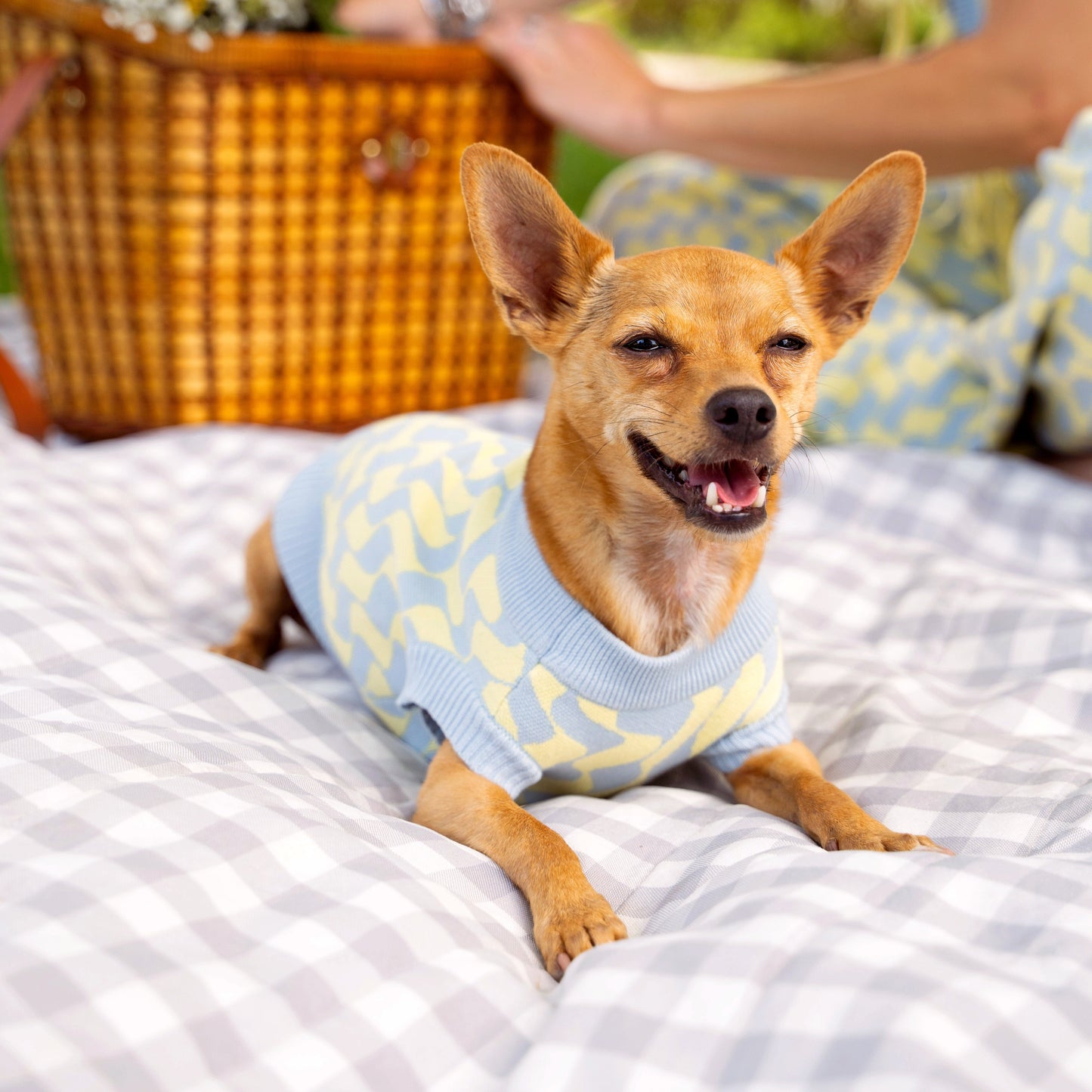 Dog wearing a light blue sweater with yellow patterns, sitting on a white blanket outdoors.