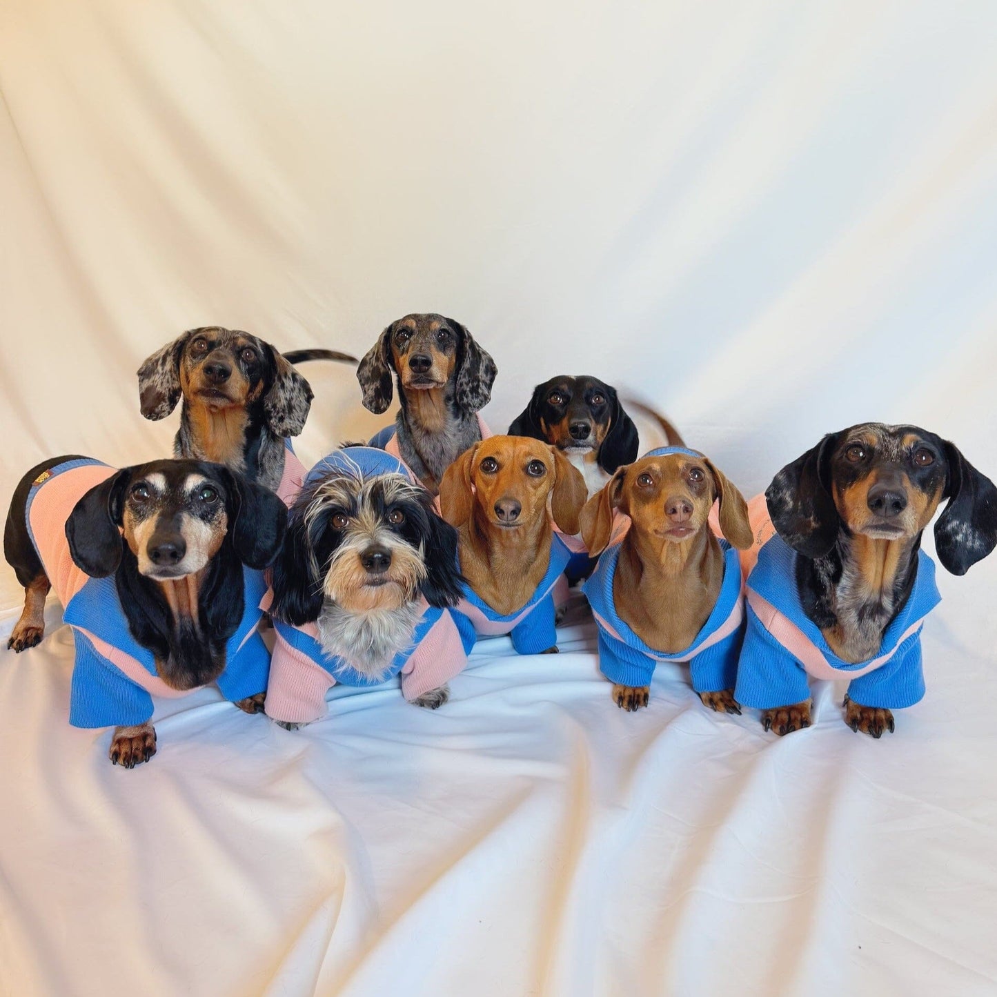 The Weens Dog Polo Pullover Sunbean