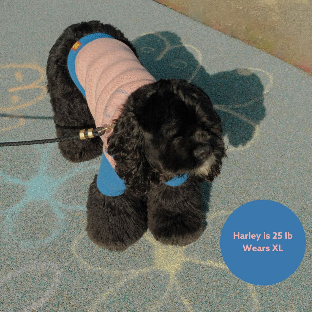 The Weens Dog Polo Pullover Sunbean