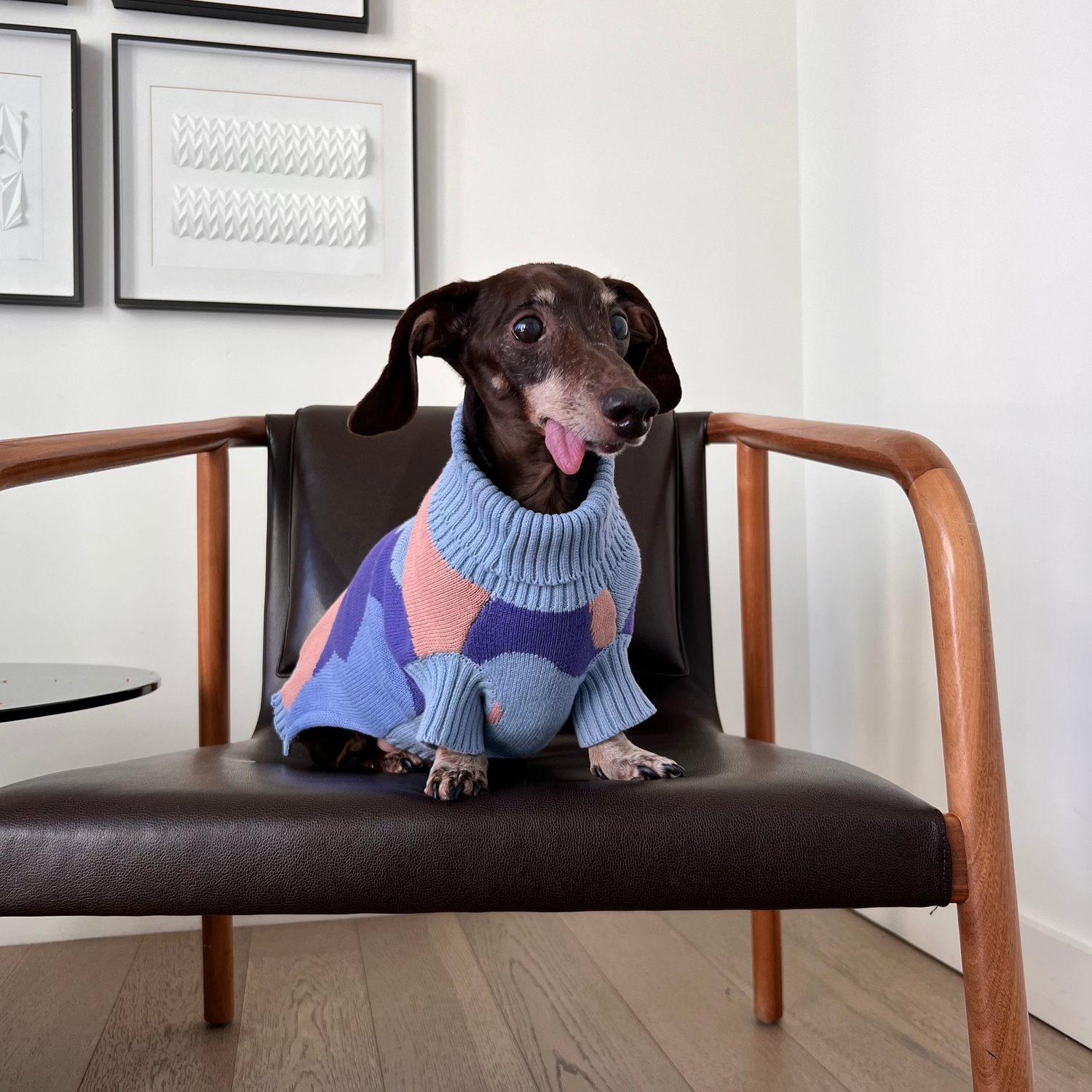 Groovy sweater made for Dachshunds Sweater Sunbean