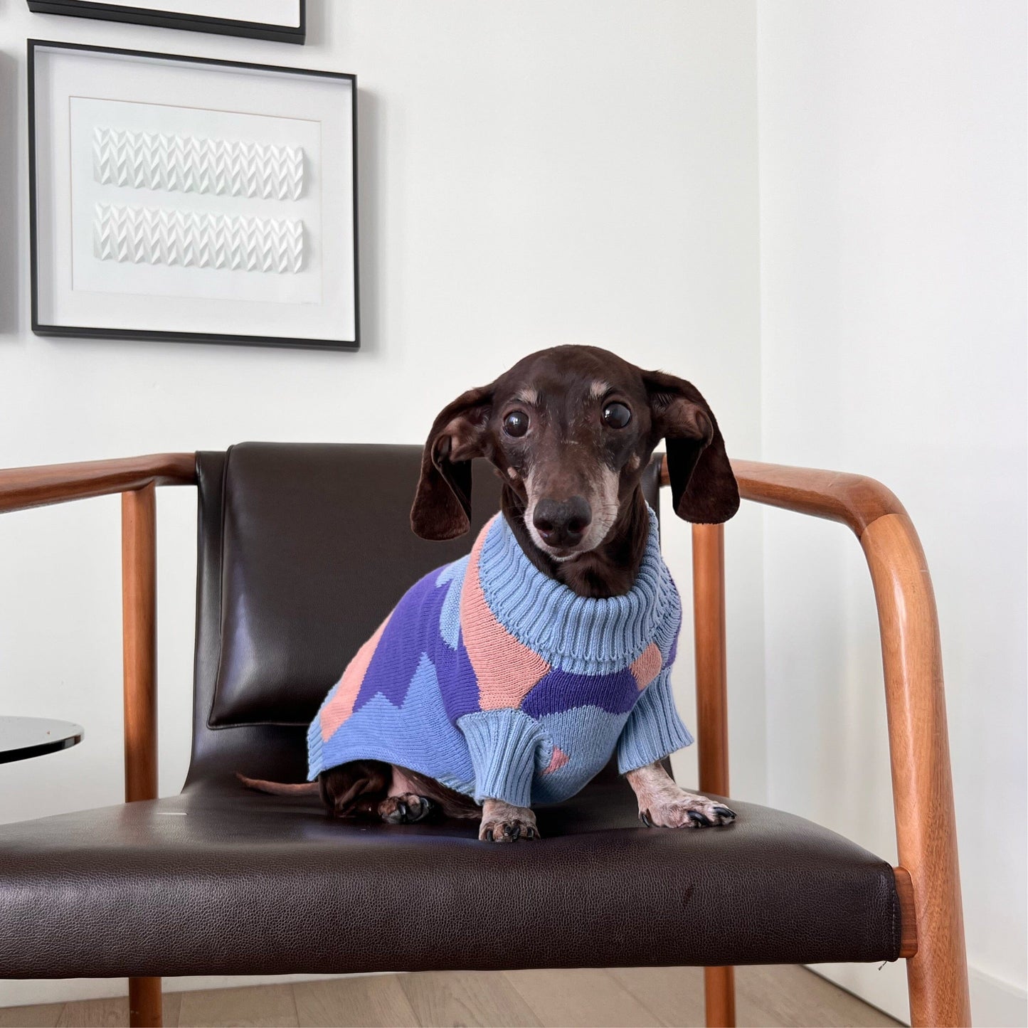 Groovy sweater made for Dachshunds Sweater Sunbean