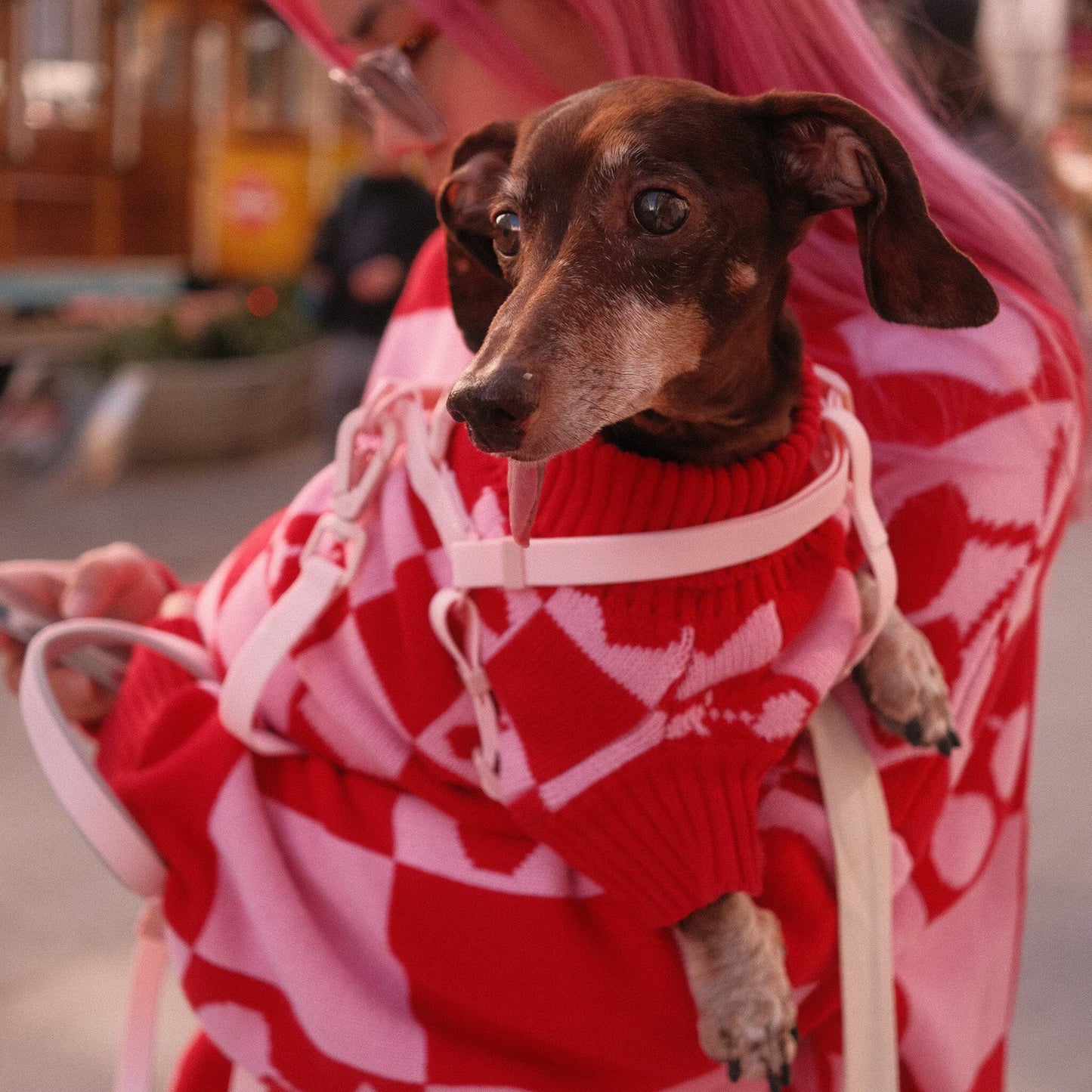 Roll Neck Dog Knitted Love Sweater Sunbean