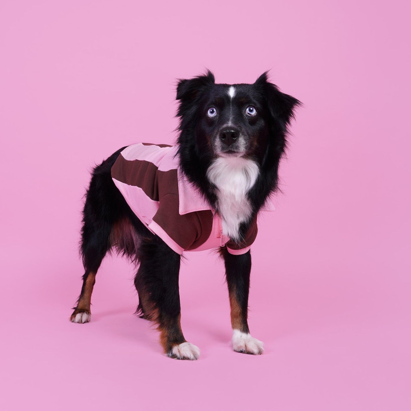 Ziggy Cotton Dog Quarter-Zip Pullover