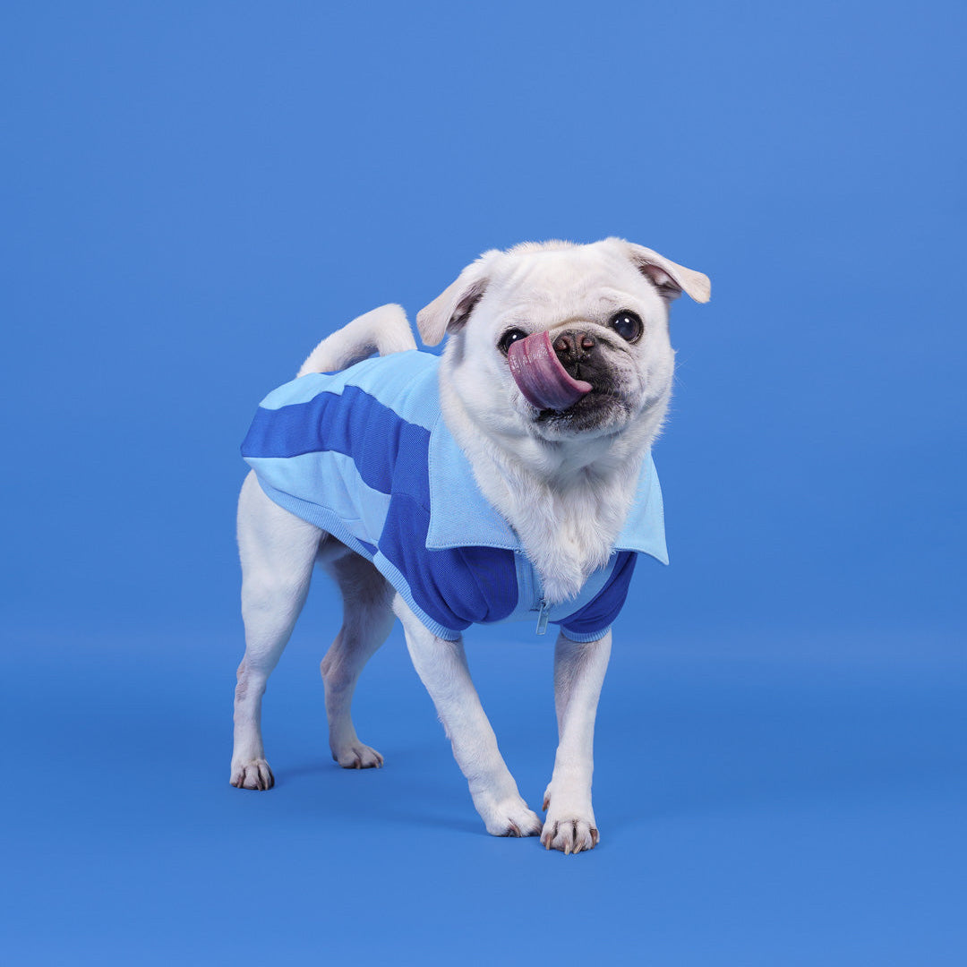 Ziggy Cotton Dog Quarter-Zip Pullover