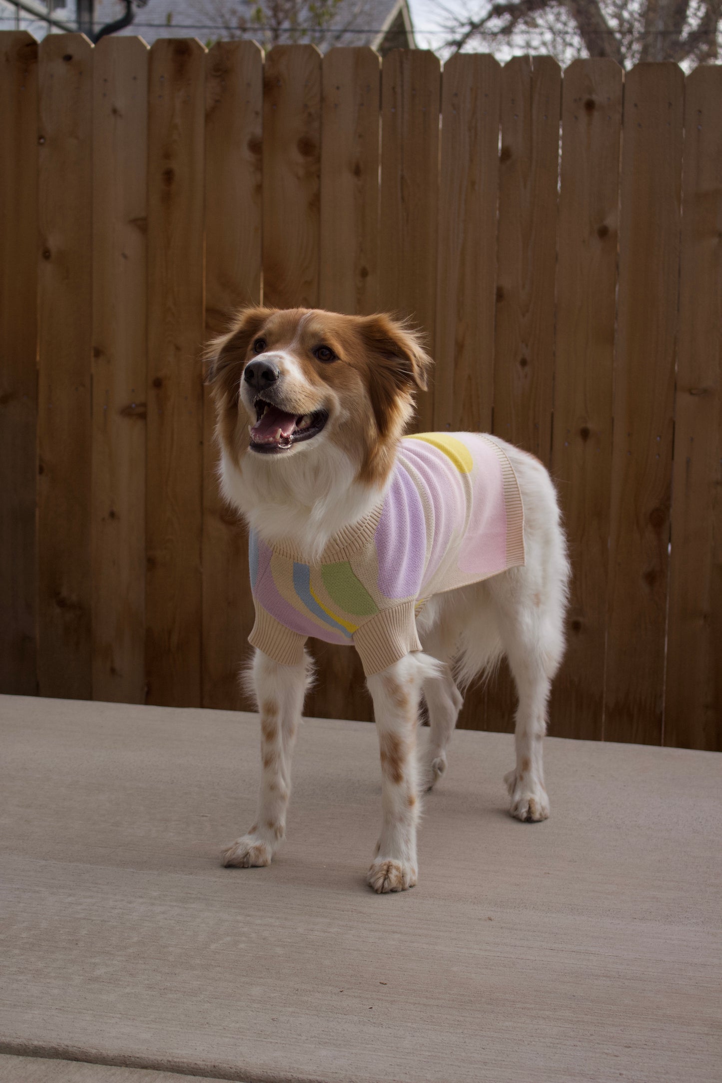 Wavy Knitted Dog Sweater