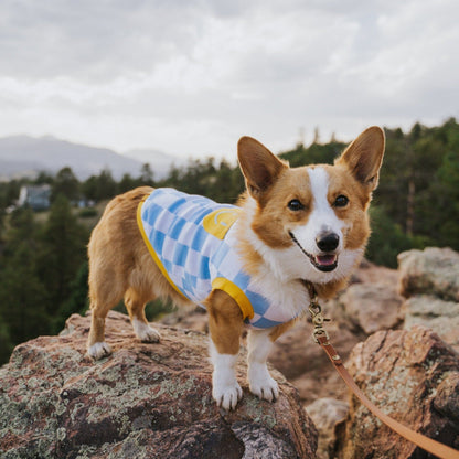 Dog Cotton Smiley Tee Sunbean Blue XS 