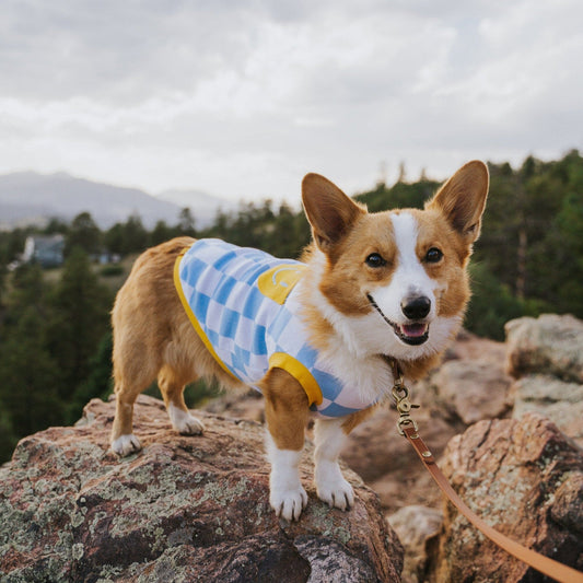 Dog Cotton Smiley Tee Sunbean Blue XS 