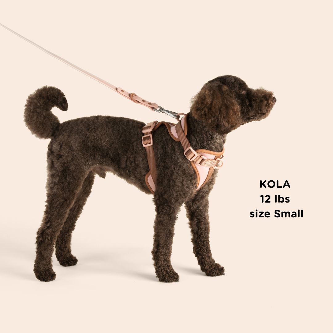 Dog Harness Sunbean 