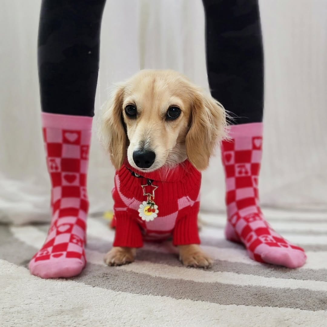 FREE Matching Socks with LOVE Dog Sweater Fast Bundle 