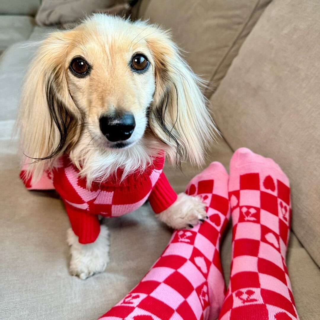 FREE Matching Socks with LOVE Dog Sweater Fast Bundle 