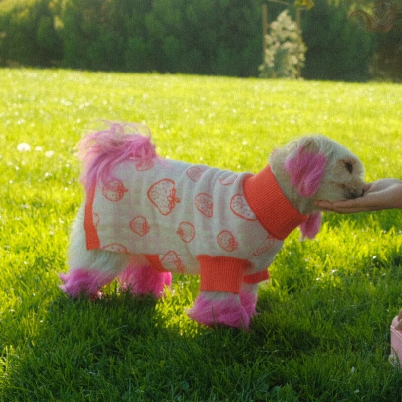 Strawberry Knitted Dog Sweater Sunbean 