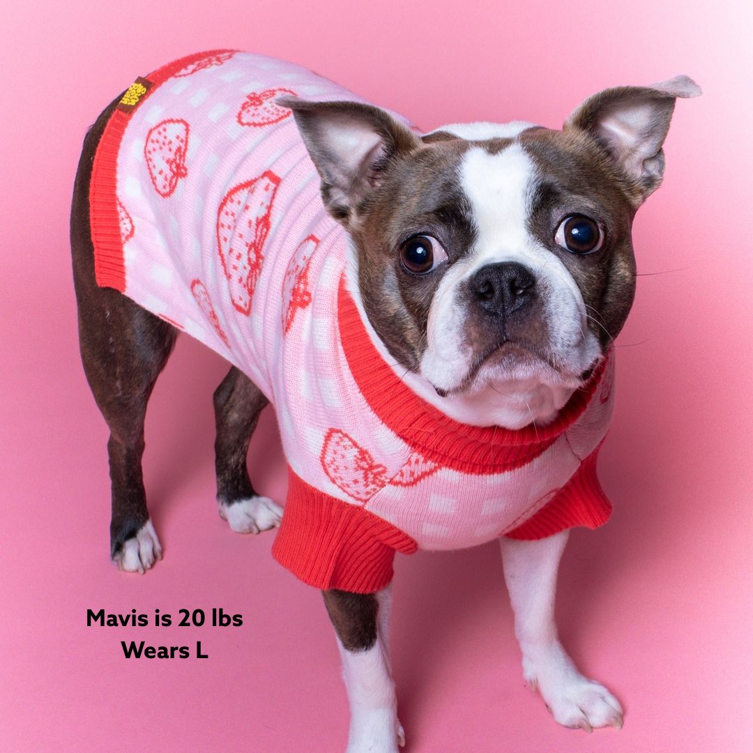 Strawberry Knitted Dog Sweater Sunbean 