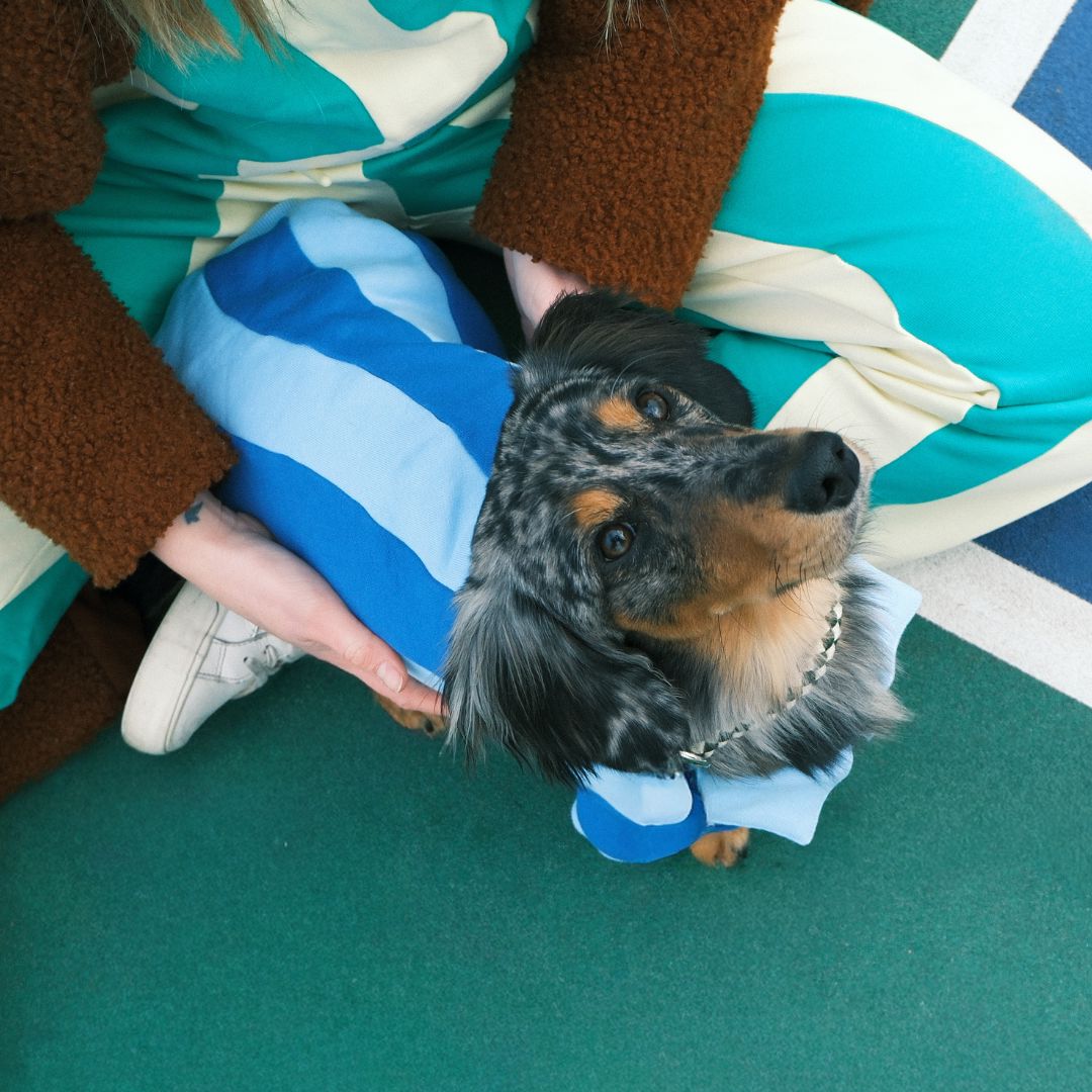 Ziggy Cotton Dog Quarter-Zip Pullover Sunbean 