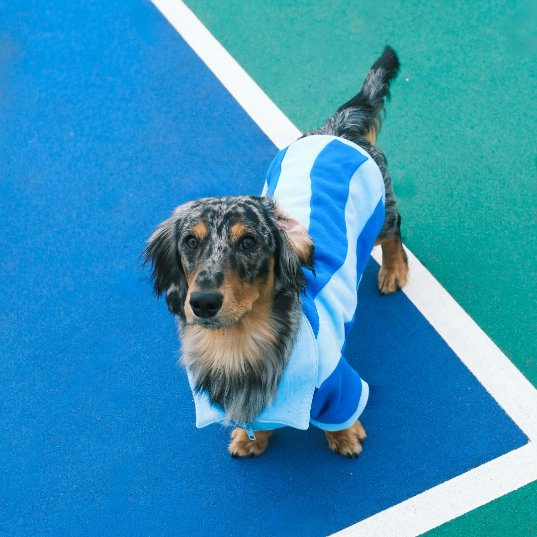 Ziggy Cotton Dog Quarter-Zip Pullover Sunbean 