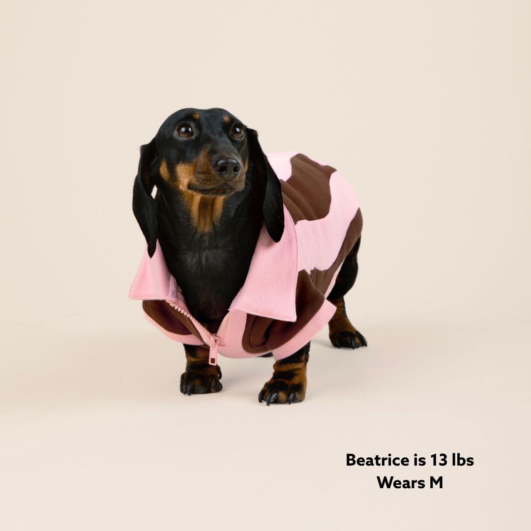 Ziggy Cotton Dog Quarter-Zip Pullover Sunbean 