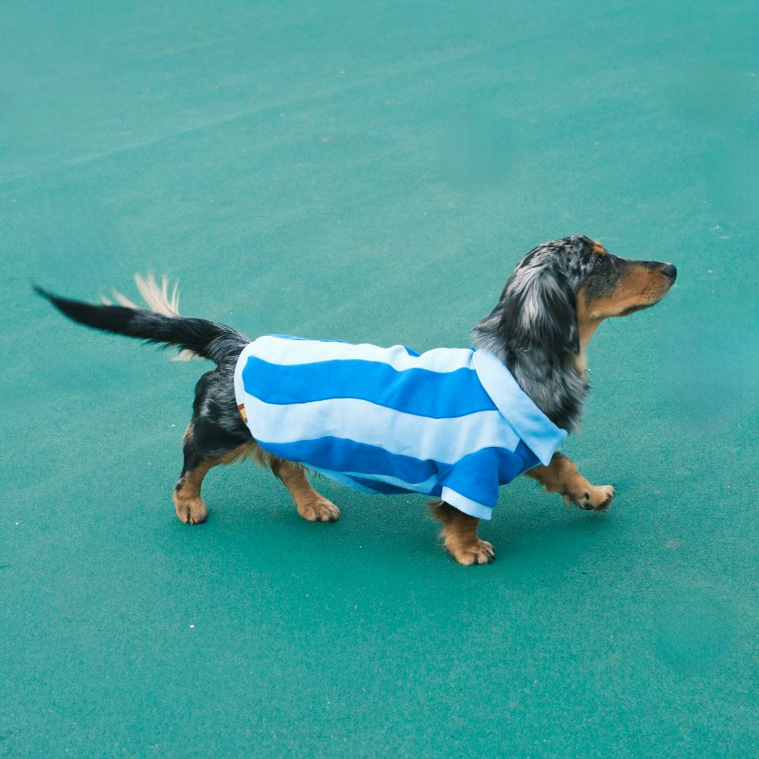 Ziggy Cotton Quarter Zip Dog and Dog Owner Matching Set Sunbean 