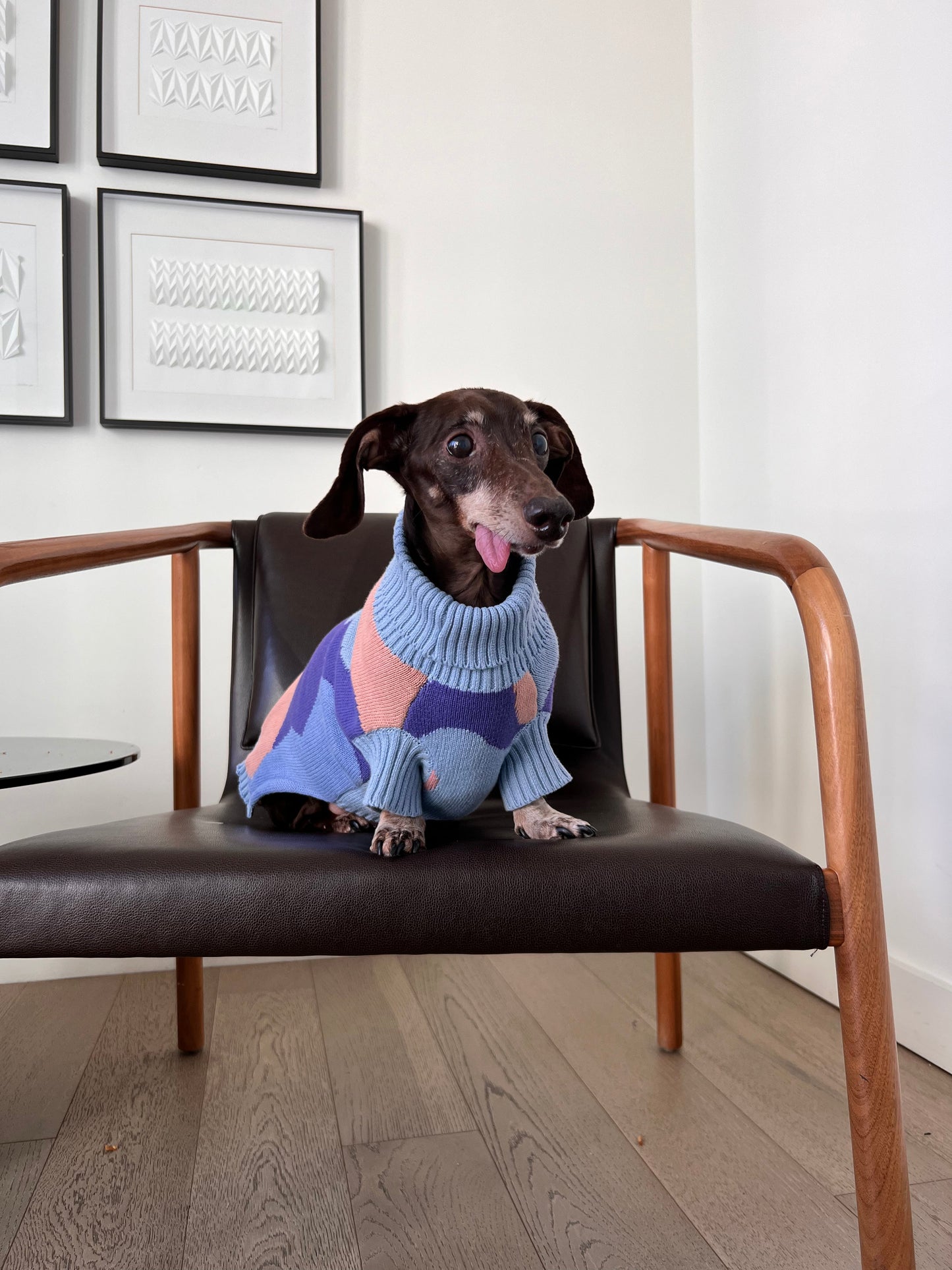 Groovy sweater made for Dachshunds Sweater Sunbean 