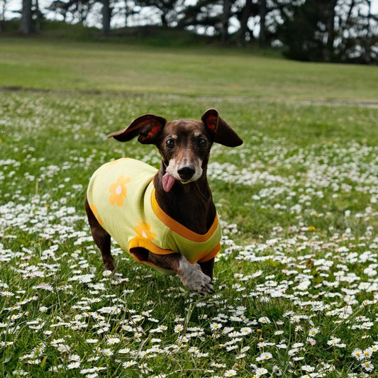 *PRE-ORDER* Flower Power Dog T-shirt Sunbean 