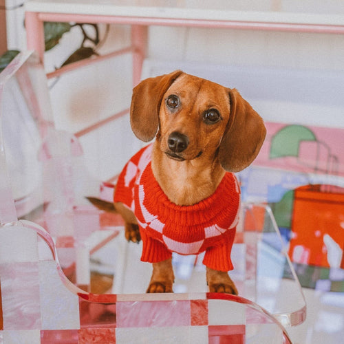 Roll Neck Dog Knitted Love Sweater Sunbean 